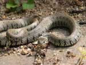 serpent.jpg